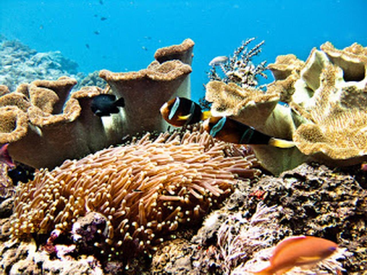 Ocean Hostel Ceningan Island Екстер'єр фото